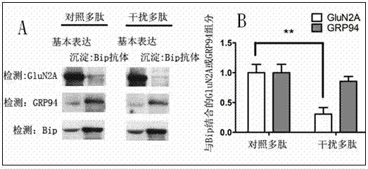 Polypeptide organic compound for interference in function of NMDA receptor and application of polypeptide organic compound
