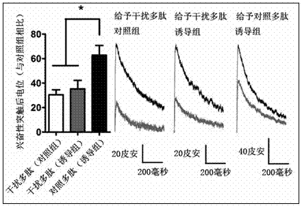 Polypeptide organic compound for interference in function of NMDA receptor and application of polypeptide organic compound