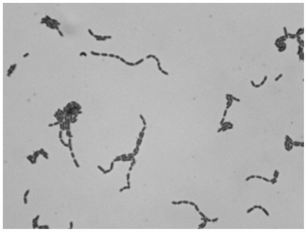 A kind of lactobacillus having the effect of preventing and treating diabetic encephalopathy and its isolation method and application