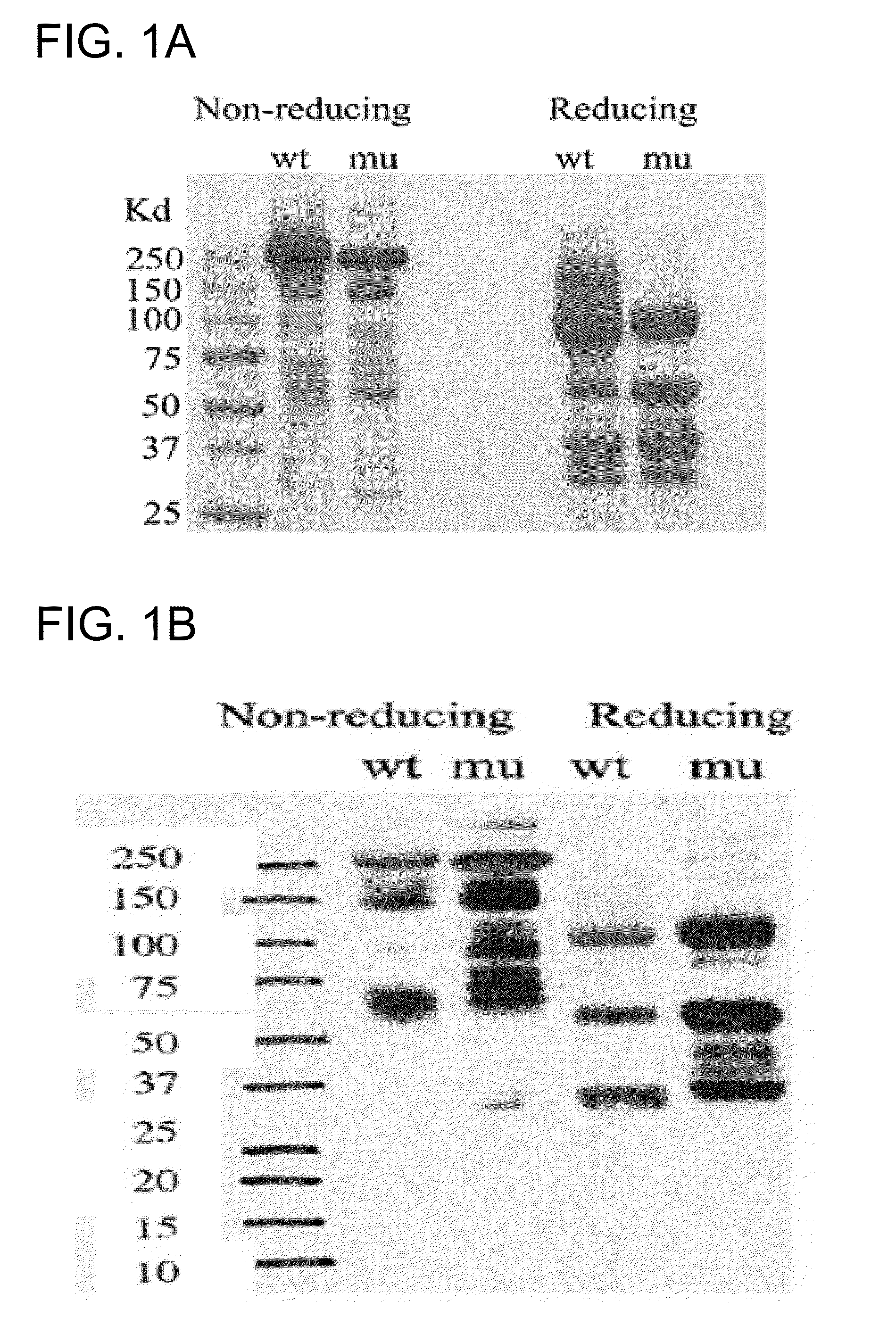 Human monoclonal antibodies specific for glypican-3 and use thereof