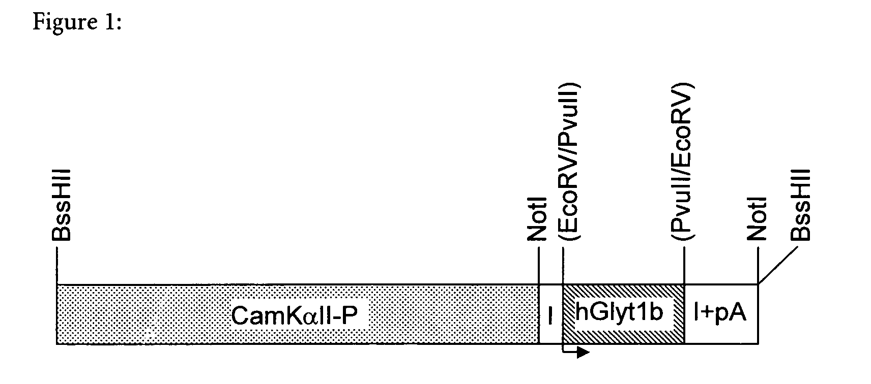 GLYT1 transgenic mouse