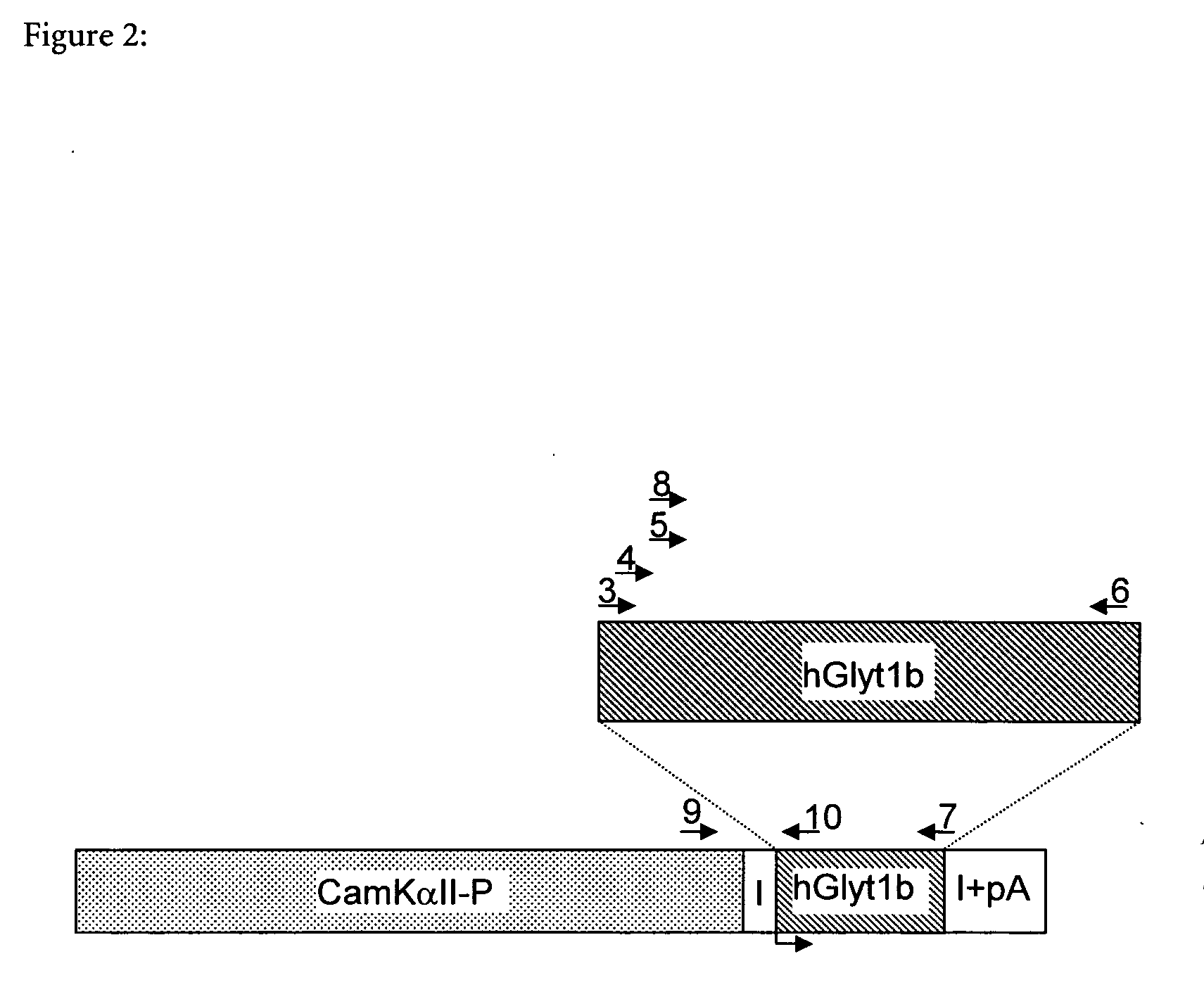 GLYT1 transgenic mouse