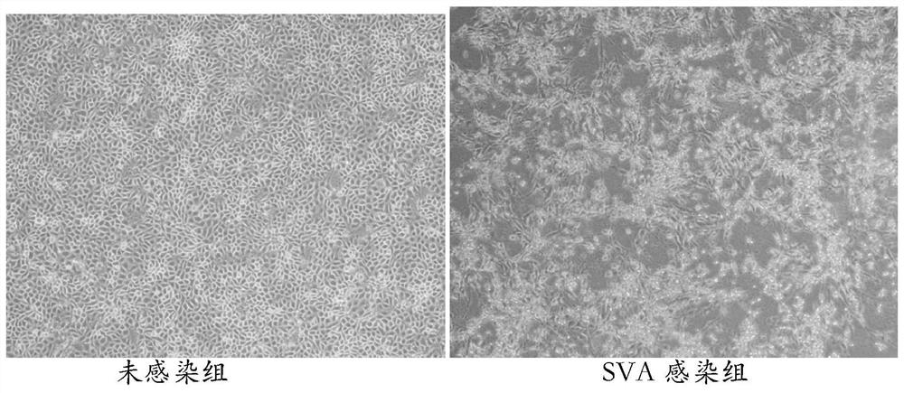 A Porcine Senega Valley Virus Strain and Its Application