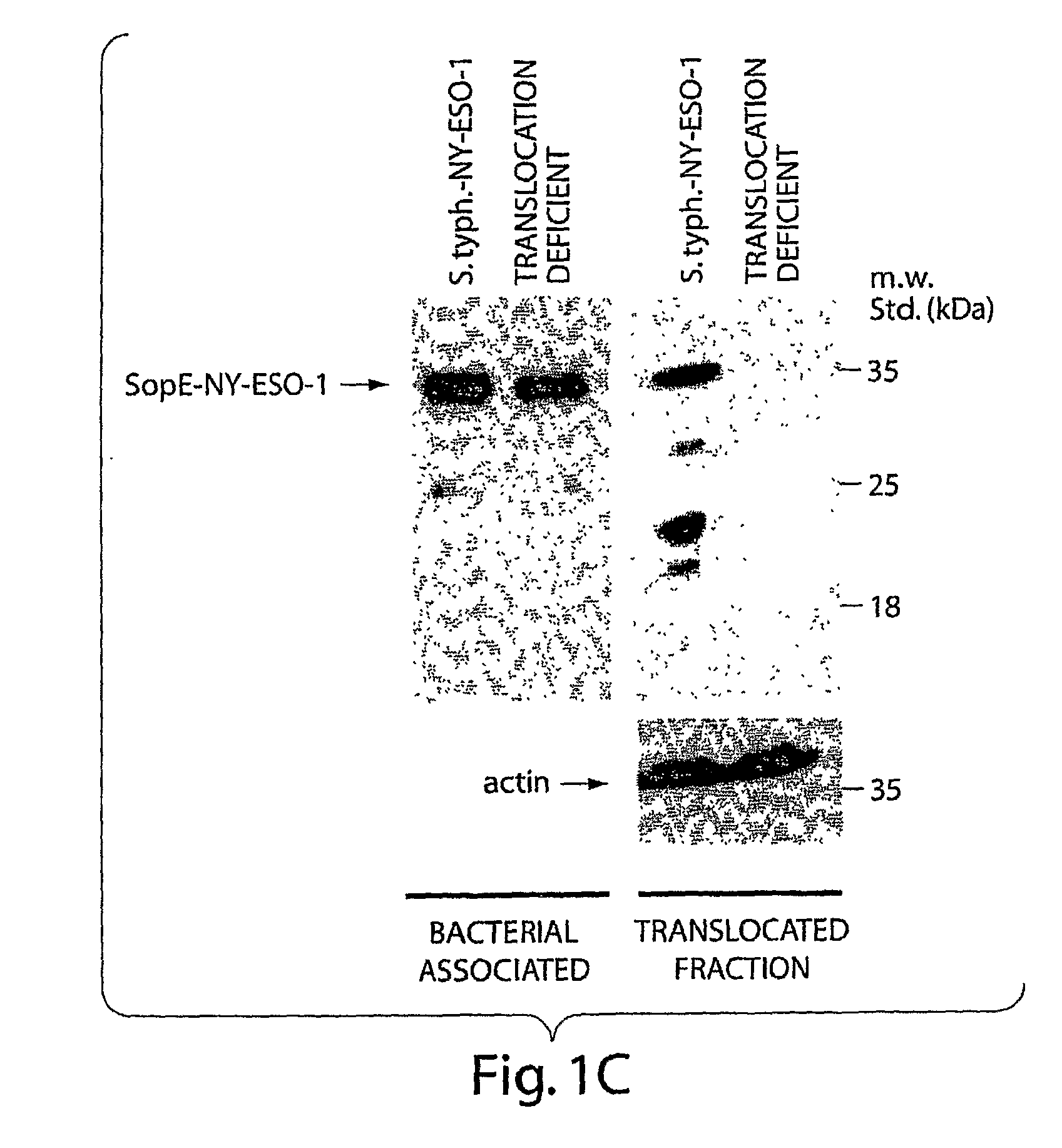Methods for Stimulating an Immune Response Using Bacterial Antigen Delivery System