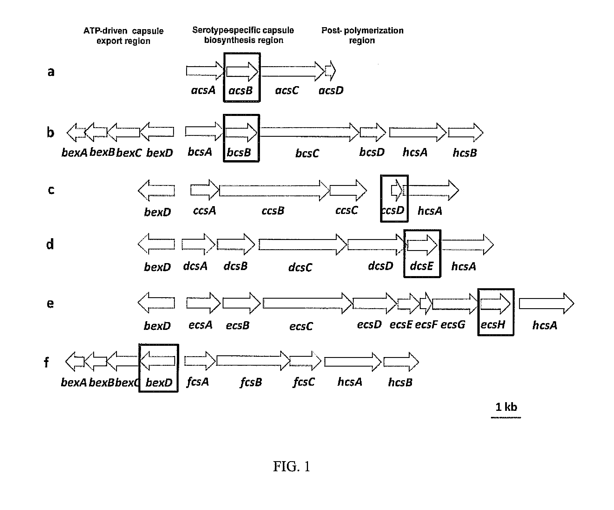 Selective detection of haemophilus influenzae