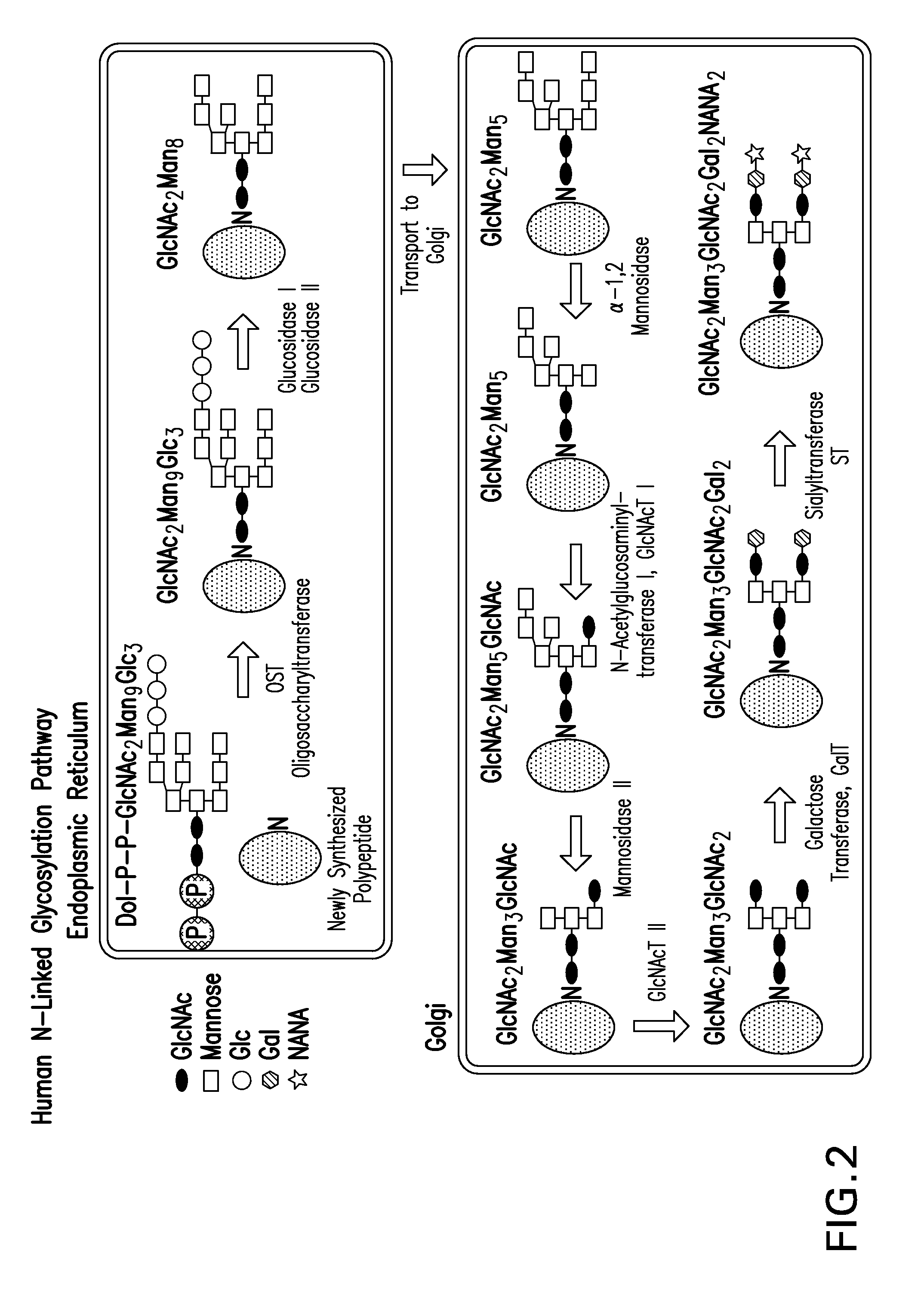 Recombinantly expressed insulin polypeptides and uses thereof
