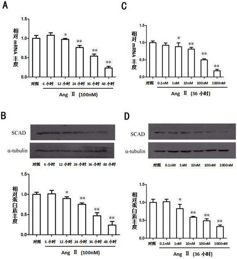 Application of SCAD gene or SCAD protein