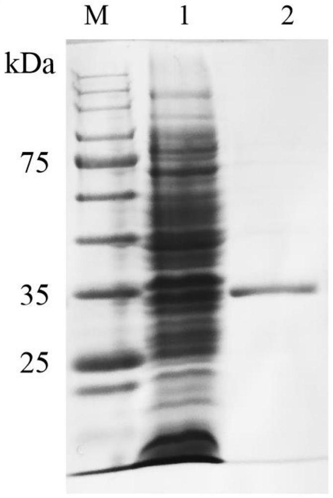 A kind of chitosanase and its application