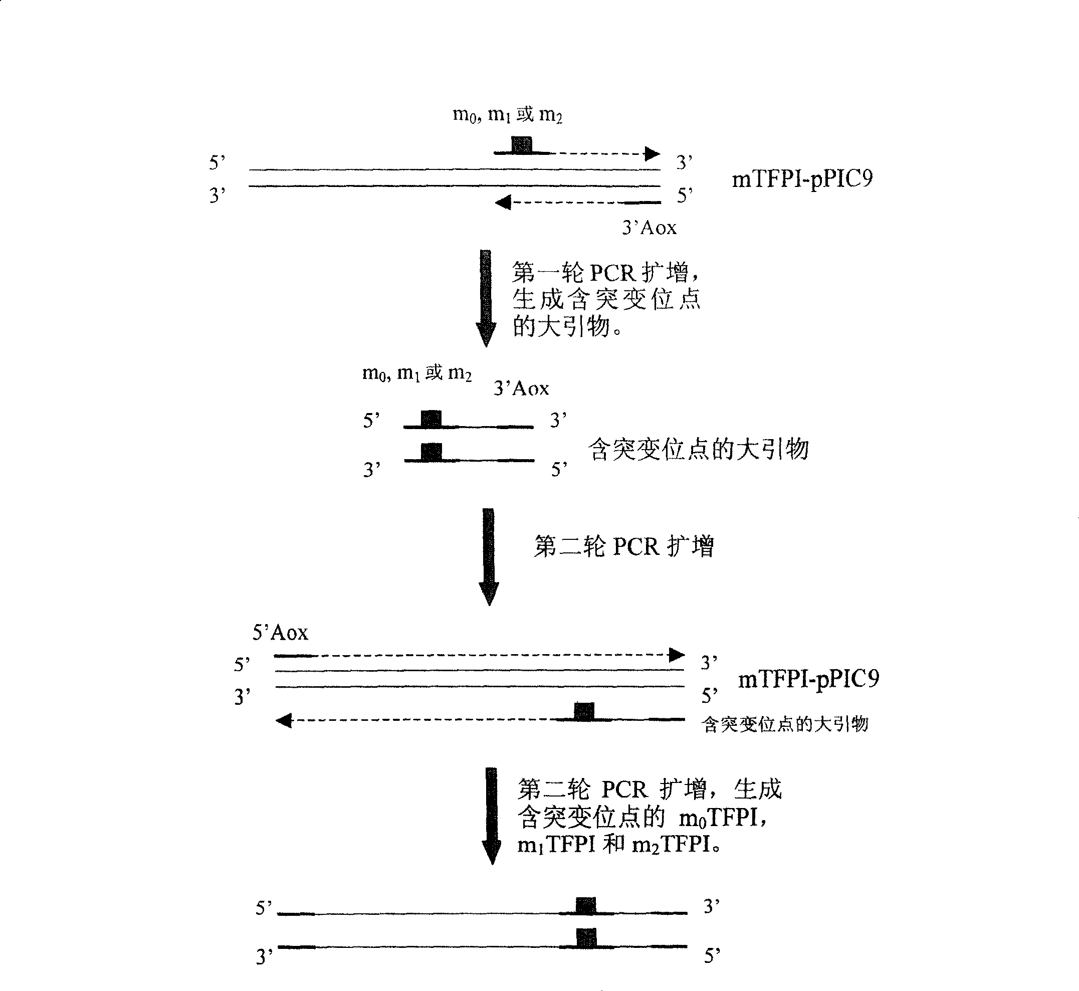 Human tissue factor pathway inhibitory factor mutation gene m0TFPI, recombination carrier and recombination microzyme including the same