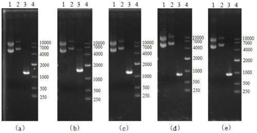 Saccharomyces cerevisiae strain with high yield of ethyl butyrate and construction method and application of saccharomyces cerevisiae strain