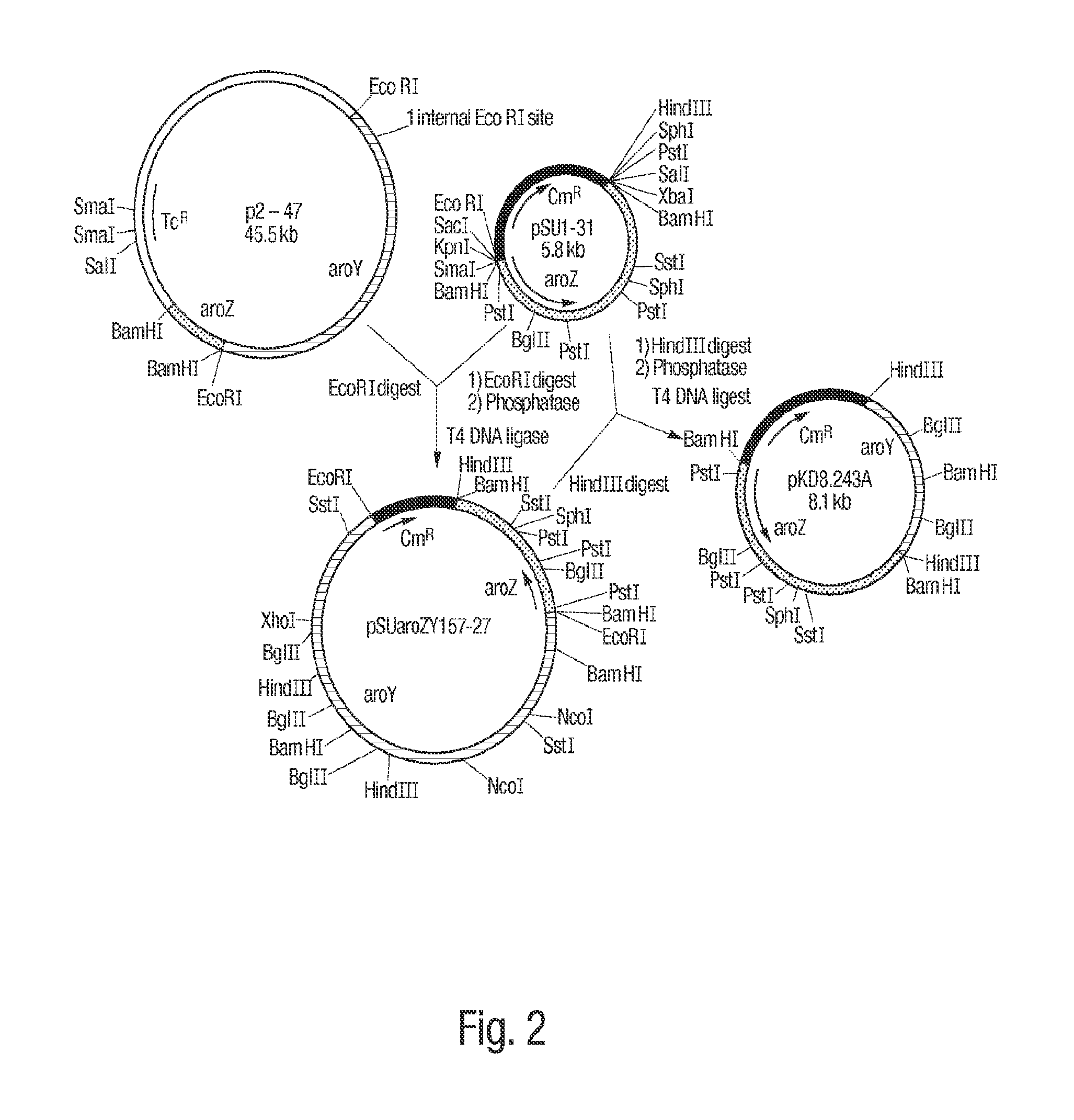 Methods for producing isomers of muconic acid and muconate salts