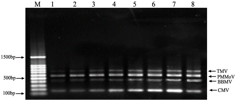 Multiple RT-PCR method for fast detecting four kinds of pepper viruses