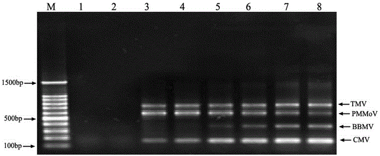Multiple RT-PCR method for fast detecting four kinds of pepper viruses