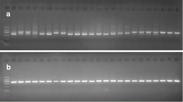 Rapid molecular identification method for glycyrrhiza uralensis, glycyrrhiza glabra, glycyrrhiza inflate and hybrid variety thereof