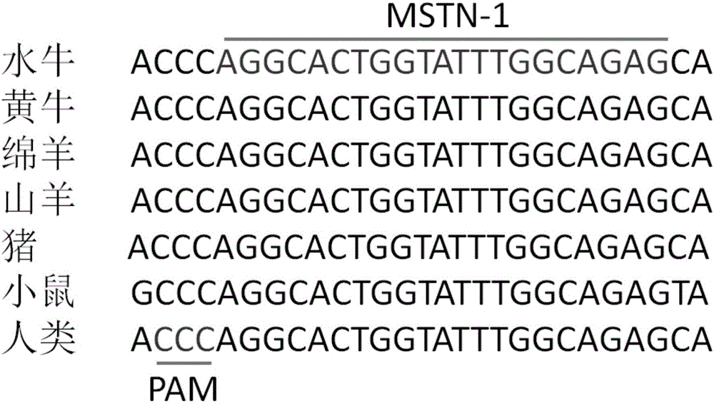 Method for knocking out MSTN (myostatin) genes in targeted manner by utilizing CRISPR-Cas9