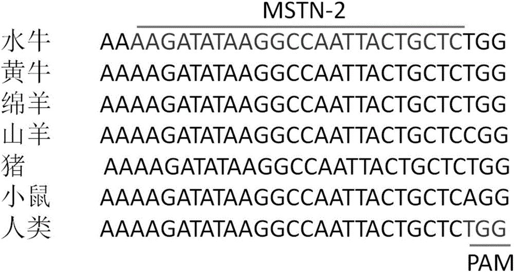 Method for knocking out MSTN (myostatin) genes in targeted manner by utilizing CRISPR-Cas9