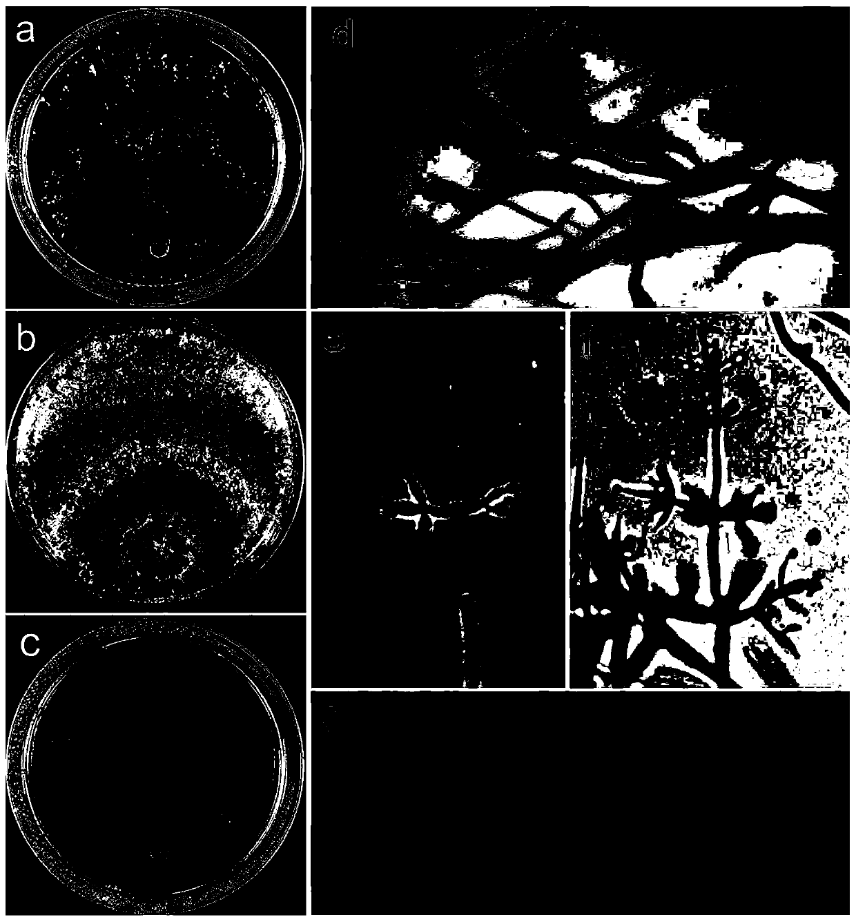 Trichoderma guizhouense and application thereof