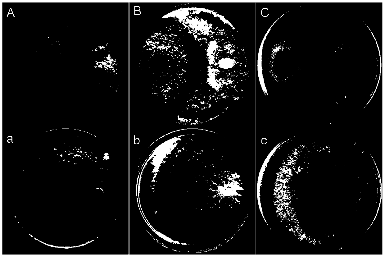 Trichoderma guizhouense and application thereof