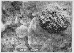 Method for preparing calcium silicate nanowires in batches at low cost