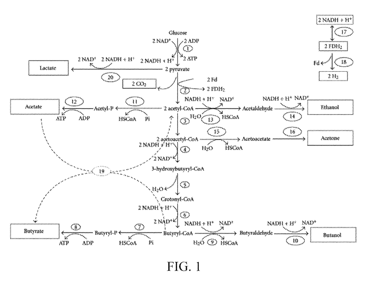 Microorganism co-culture system and uses of the same