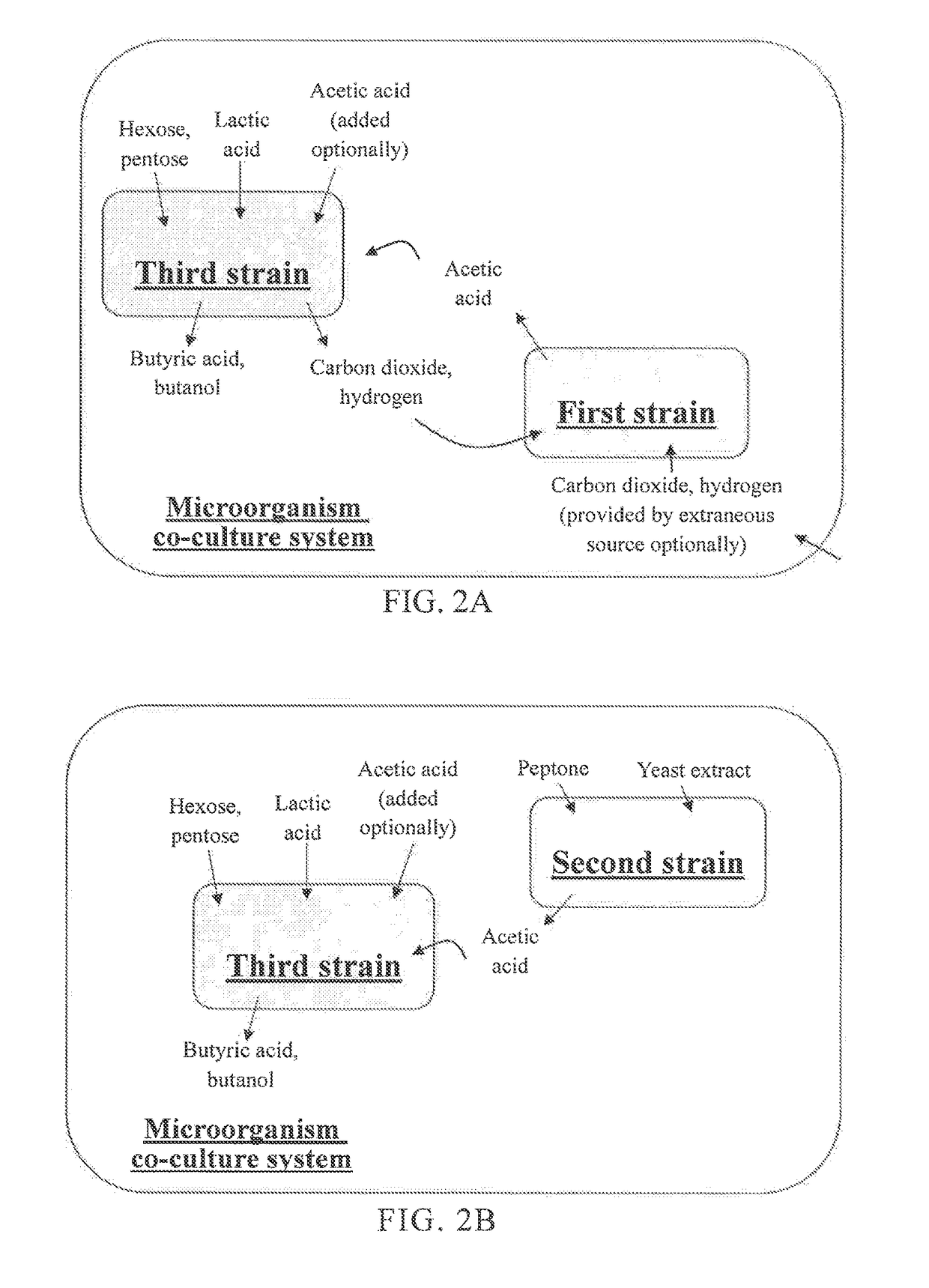 Microorganism co-culture system and uses of the same