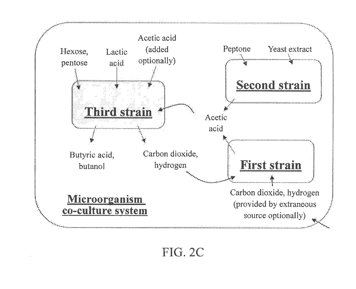 Microorganism co-culture system and uses of the same