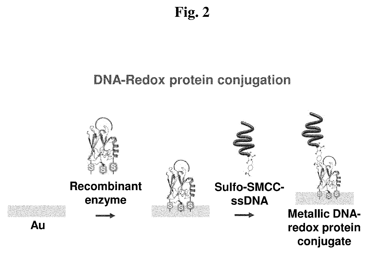 Biomoletron for regulation stem cell differentiation