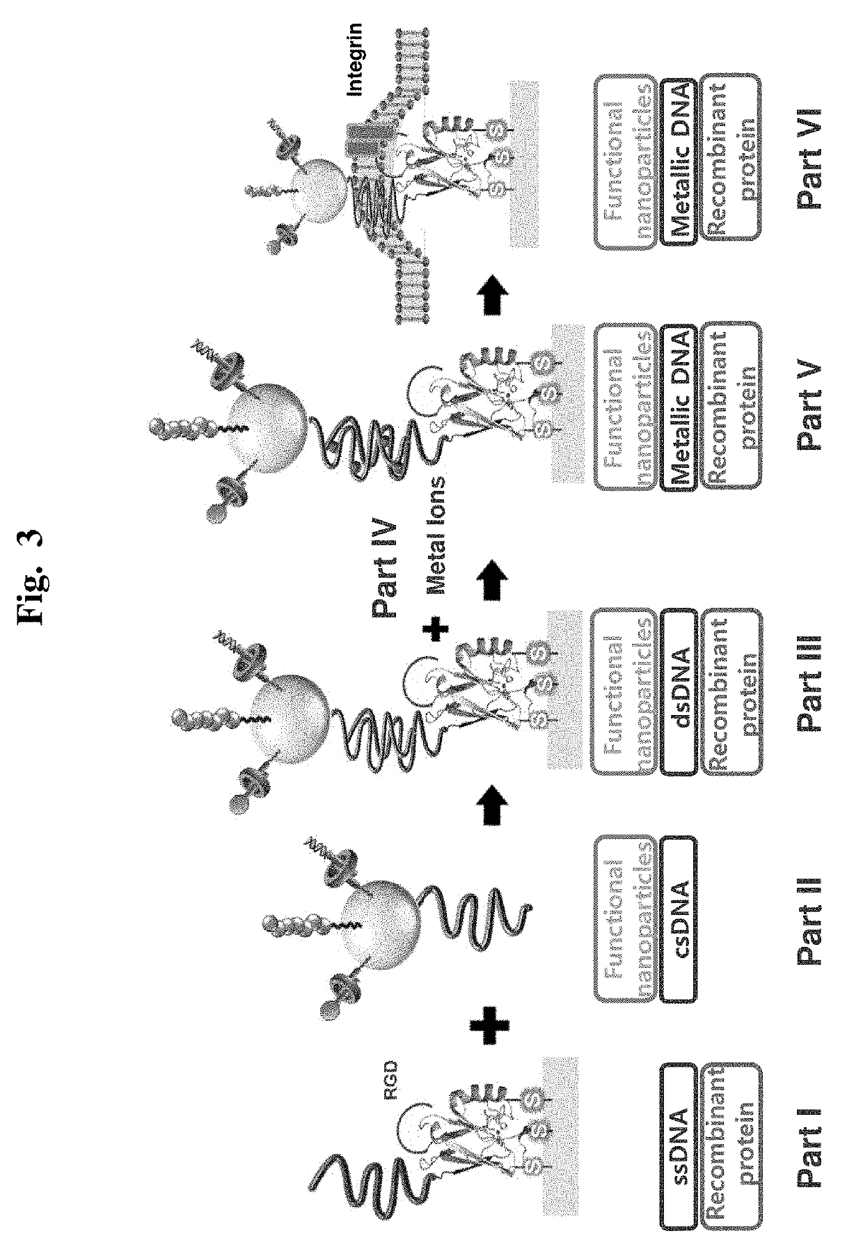 Biomoletron for regulation stem cell differentiation