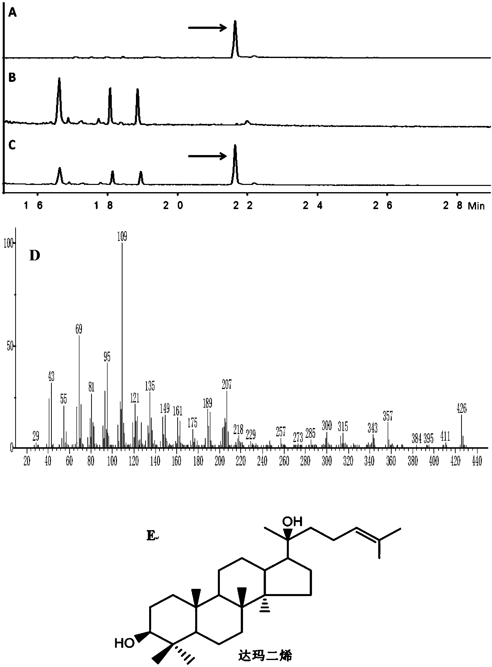 Recombinant microorganism for preparing dharma diene and protopanoxadiol and construction method thereof