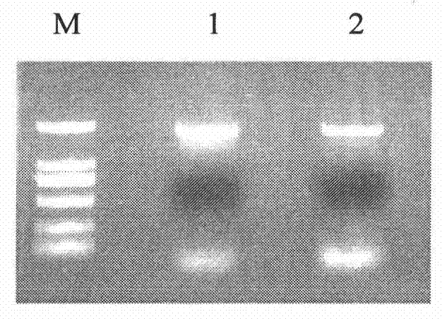 Method for extracting DNA from shrimp shell of procambarus clarkii