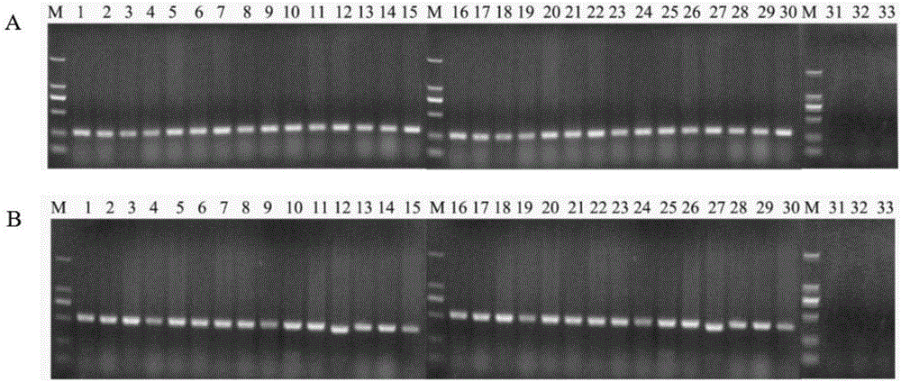 Method for fast identifying generation of EC (ethyl carbamate) precursor of citrulline from lactic acid bacteria