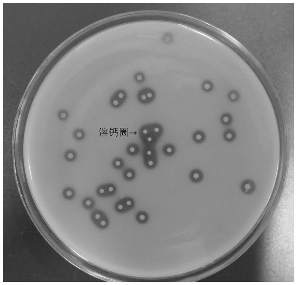 A kind of Lactococcus lactis hks2 with lactic acid activity and its isolation and screening method and application