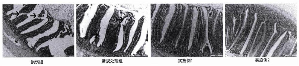 Waterline purifying and conditioning method for repairing intestinal villus of laying hen