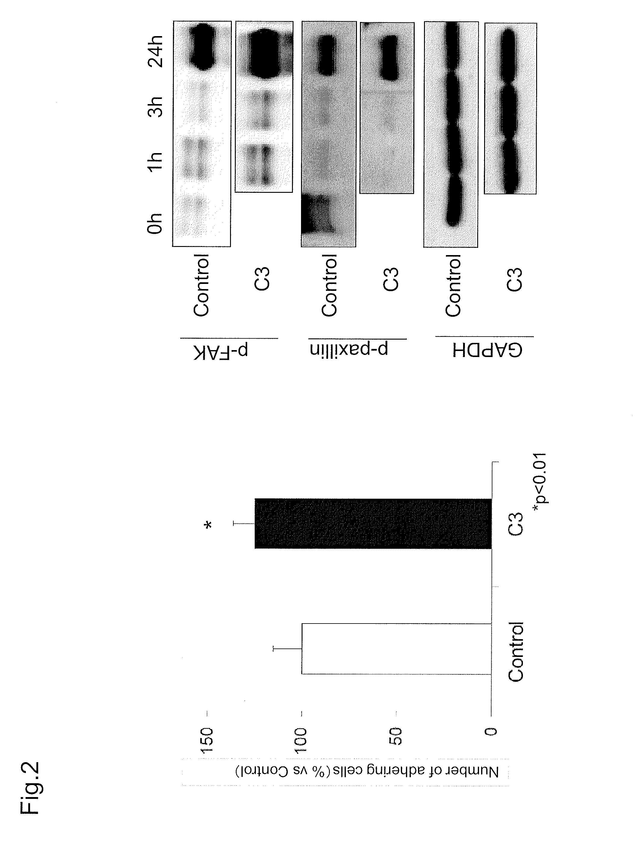 Combined agent for cell therapy of corneal endothelial cell