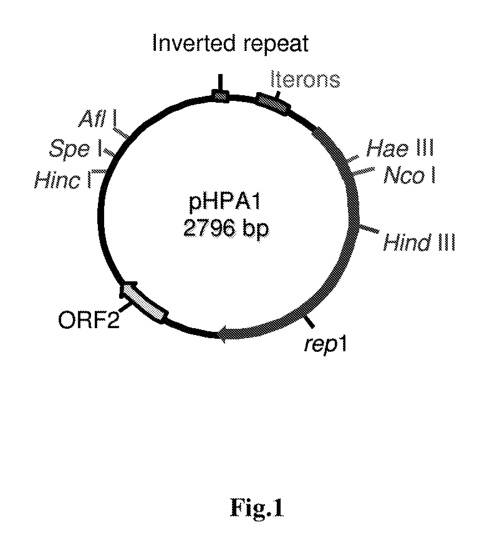 Helicobacter System And Uses Thereof