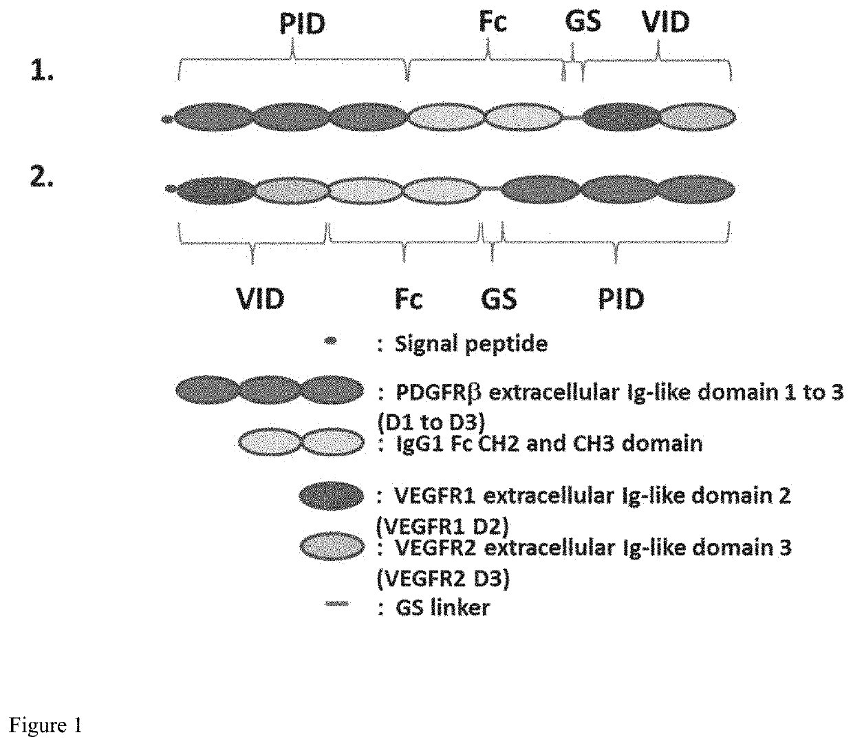 Fusion protein comprising a ligand binding domain of VEGF and PDGF