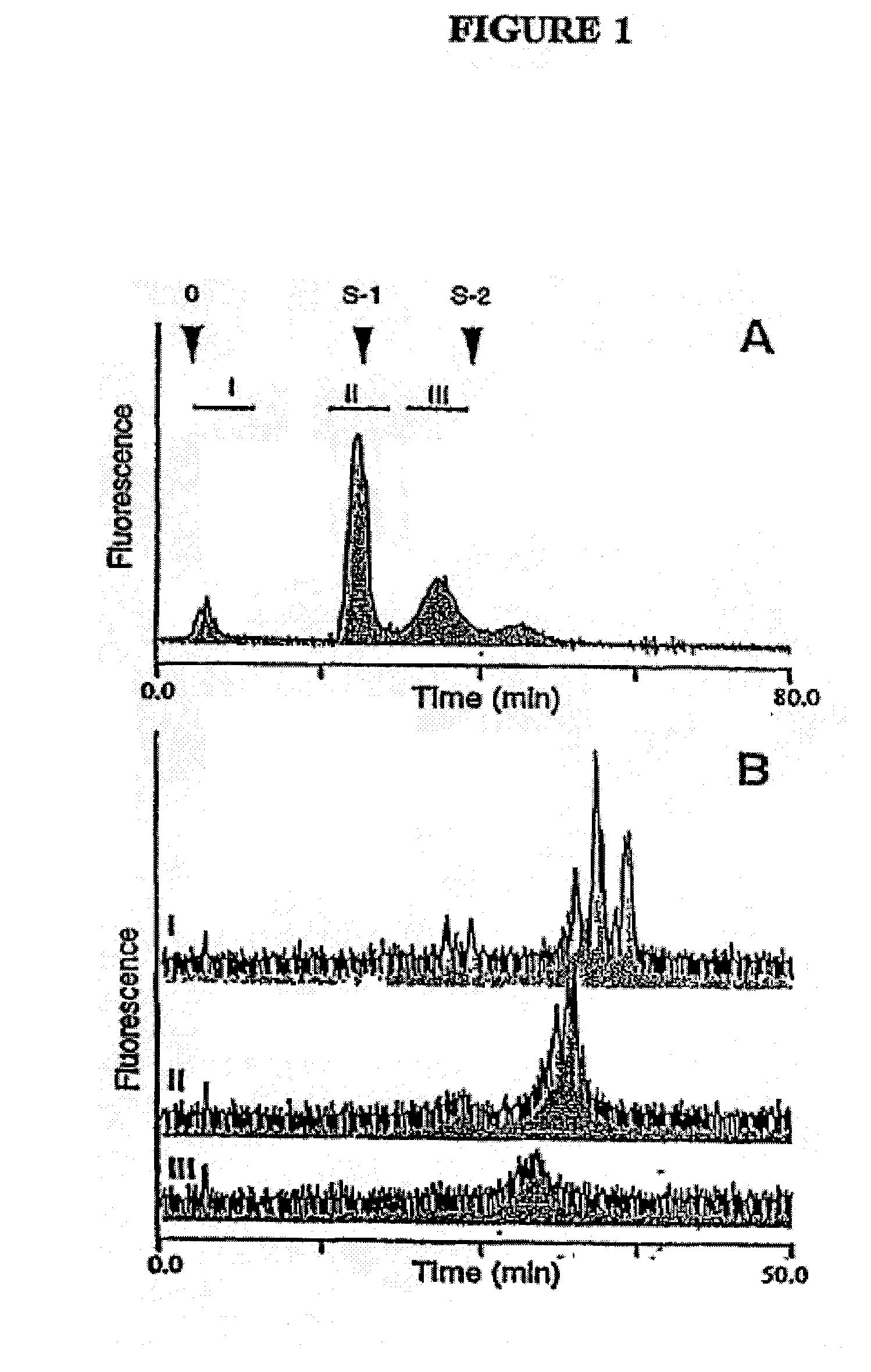 Novel Ligand Involved In The Transmigration Of Leukocytes Across the Endothelium and Uses Therefor