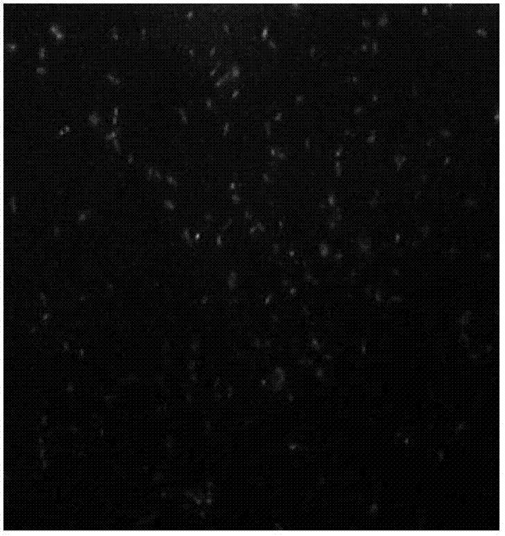 Shuttle expression vector with broad hosts