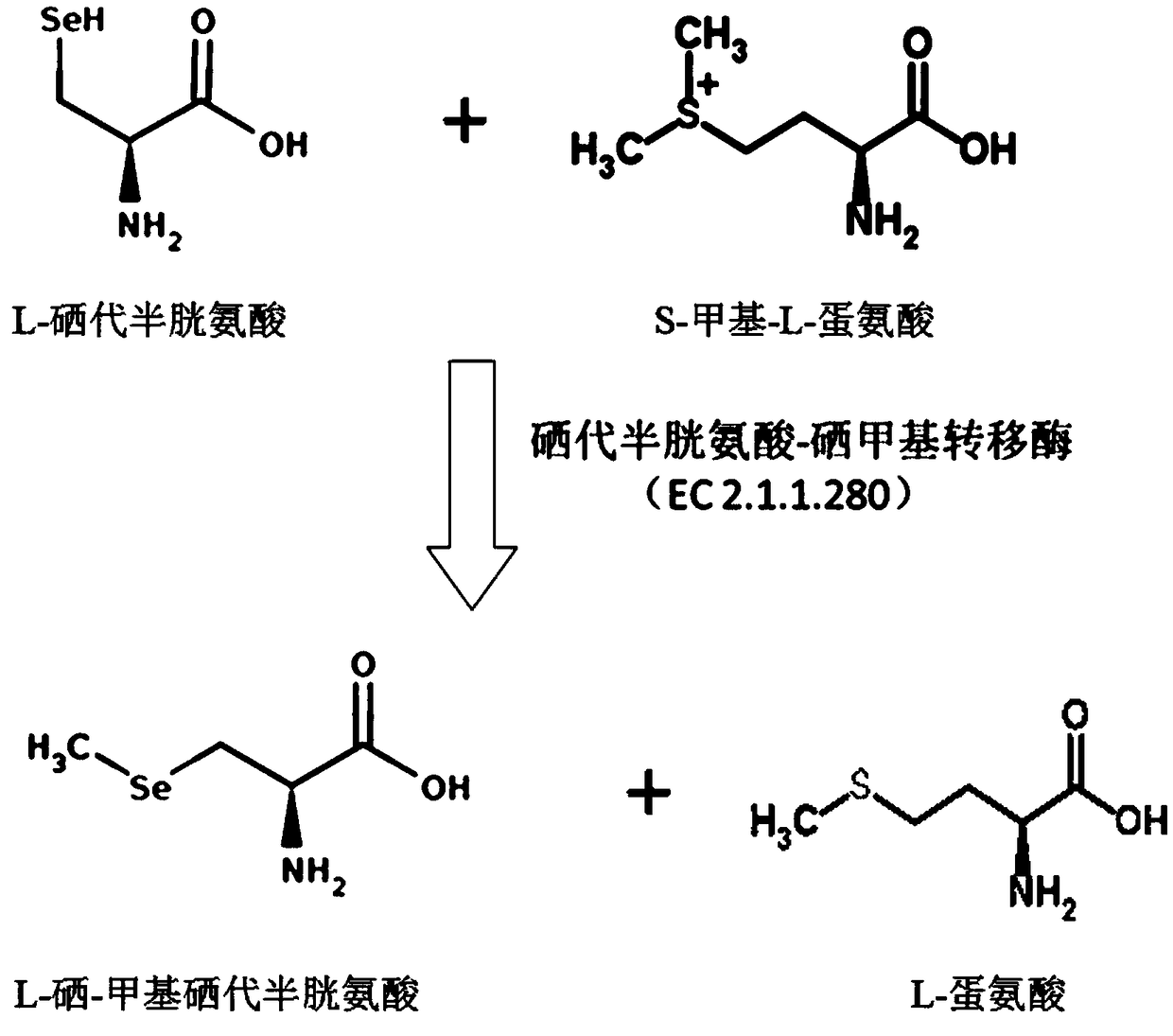 Enzymatic synthesis method for L-selenium-methyl selenocysteine