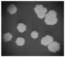Bacillus amyloliquefaciens strain, lipopeptid mixture produced by bacillus amyloliquefaciens strain, and relevant application