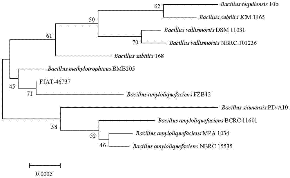 Bacillus amyloliquefaciens strain, lipopeptid mixture produced by bacillus amyloliquefaciens strain, and relevant application