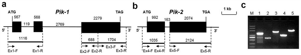 Rice blast resistance gene pikg, encoded protein and its application