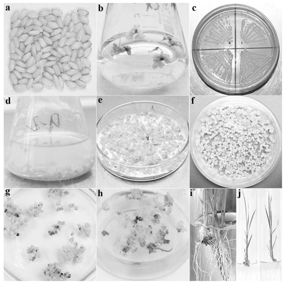 Rice blast resistance gene pikg, encoded protein and its application