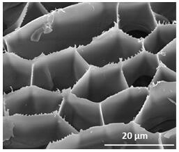 Baicalin hydrogel and preparation method thereof