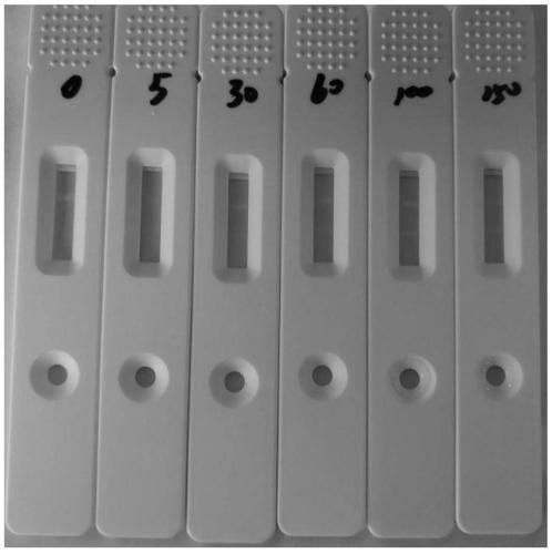 Fluorescent test strip for quantitatively detecting thyroglobulin and preparation method of fluorescent test strip