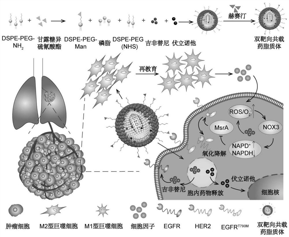 A pharmaceutical composition comprising gefitinib and histone deacetylase inhibitors, its liposome formulation and its pharmaceutical use