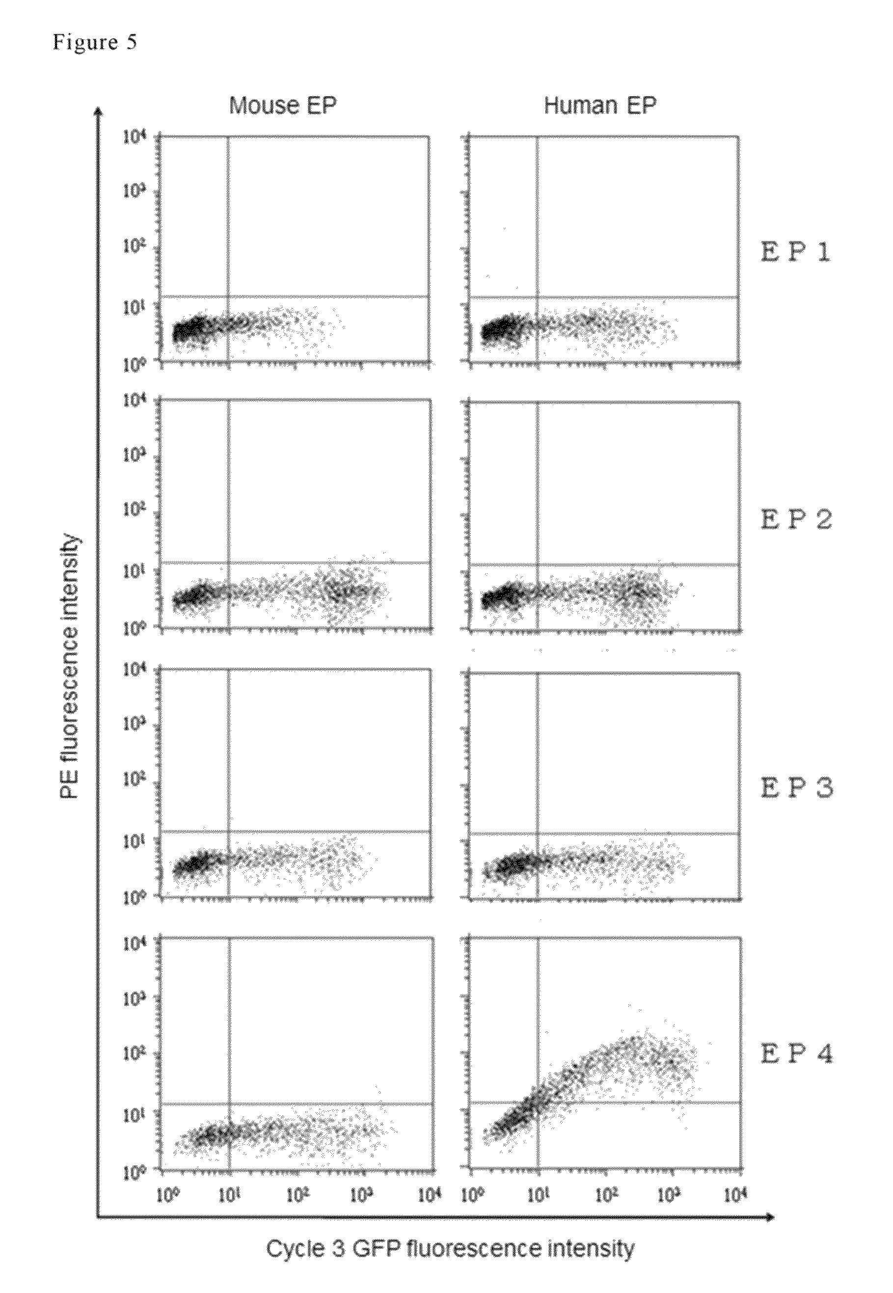 Antibody against human prostaglandin E<sub>2 </sub>receptor EP4