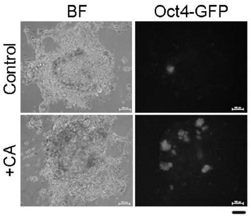 A method for improving the efficiency of chemically induced reprogramming by using crotonic acid to activate zscan4 and other second-cell phase genes and lengthen telomeres