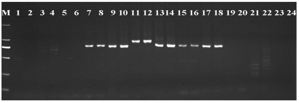 New combination of universal amplification primers for plant parasitic nematode ribosomal its region and method of using the same