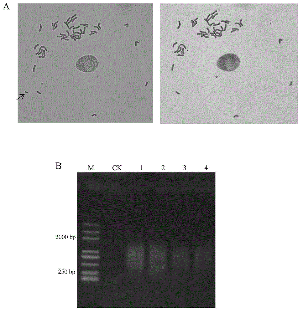 Method for identifying exogenous chromosomes and chromosome segments in plant distant hybrids